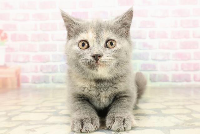 北海道のブリティッシュショートヘアー (Coo&RIKU北見店/2025年9月3日生まれ/女の子/ブルークリーム)の子猫