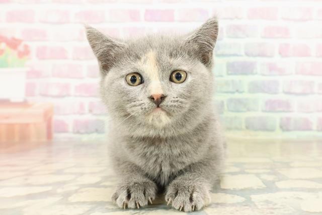 北海道のブリティッシュショートヘアー (Coo&RIKU旭川店/2025年9月3日生まれ/女の子/ブルークリーム)の子猫