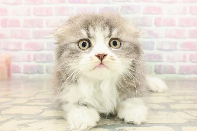 東京都のスコティッシュフォールド (Coo&RIKU阿佐ヶ谷店/2025年9月6日生まれ/男の子/ブルータビーホワイト)の子猫の1枚目の画像