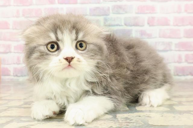 東京都のスコティッシュフォールド (Coo&RIKU阿佐ヶ谷店/2025年9月6日生まれ/男の子/ブルータビーホワイト)の子猫の2枚目の画像