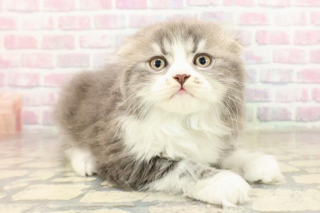 東京都のスコティッシュフォールド (Coo&RIKU阿佐ヶ谷店/2025年9月6日生まれ/男の子/ブルータビーホワイト)の子猫の3枚目の画像