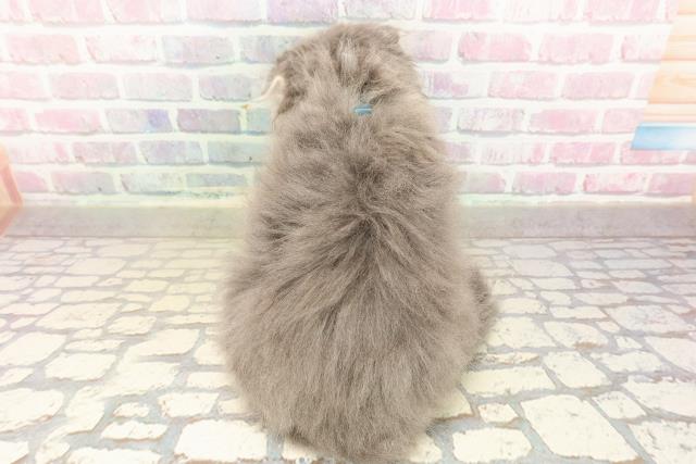 東京都のスコティッシュフォールド (Coo&RIKU阿佐ヶ谷店/2025年9月6日生まれ/男の子/ブルータビーホワイト)の子猫の4枚目の画像