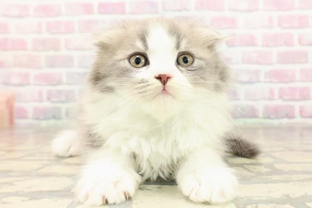 東京都のスコティッシュフォールド (Coo&RIKU中野サンモール店/2025年9月6日生まれ/男の子/ブルータビーホワイト)の子猫