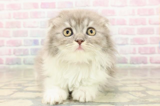 東京都のスコティッシュフォールド (Coo&RIKU広尾店/2025年9月6日生まれ/女の子/ブルータビーホワイト)の子猫の1枚目の画像