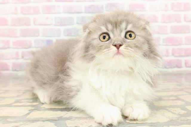 東京都のスコティッシュフォールド (Coo&RIKU広尾店/2025年9月6日生まれ/女の子/ブルータビーホワイト)の子猫の3枚目の画像