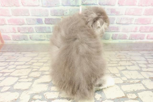 東京都のスコティッシュフォールド (Coo&RIKU広尾店/2025年9月6日生まれ/女の子/ブルータビーホワイト)の子猫の4枚目の画像