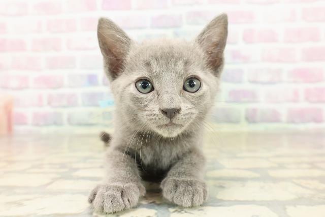 神奈川県のロシアンブルー (Coo&RIKU横浜旭店/2025年9月7日生まれ/男の子/ブルー)の子猫