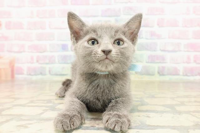 新潟県のロシアンブルー (Coo&RIKU新潟東店/2025年9月7日生まれ/男の子/ブルー)の子猫