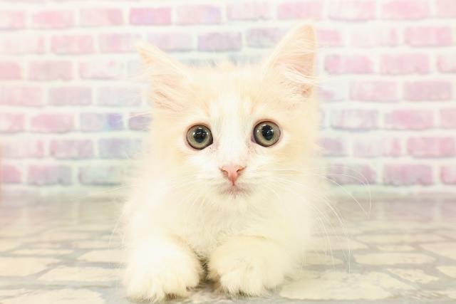 神奈川県のラガマフィン (Coo&RIKU横浜旭店/2025年8月19日生まれ/女の子/クリームタビーホワイト)の子猫の1枚目の画像