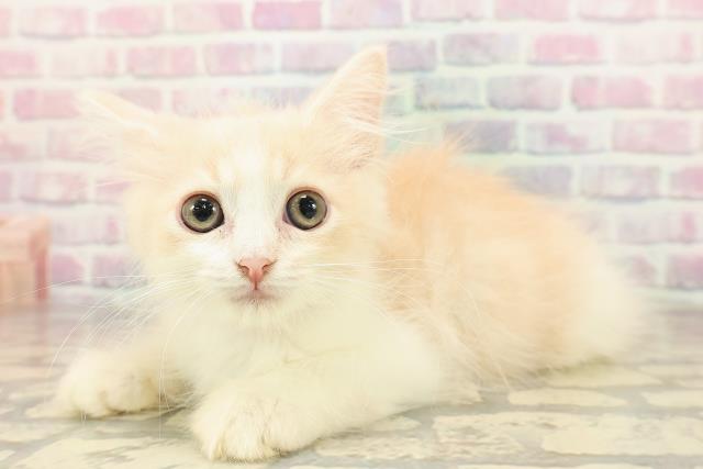 神奈川県のラガマフィン (Coo&RIKU横浜旭店/2025年8月19日生まれ/女の子/クリームタビーホワイト)の子猫の2枚目の画像