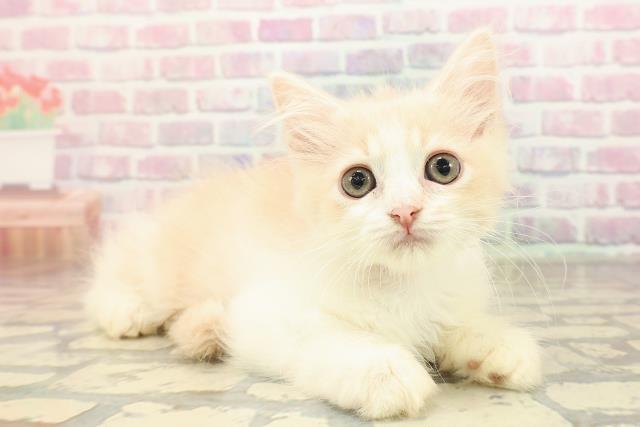 神奈川県のラガマフィン (Coo&RIKU横浜旭店/2025年8月19日生まれ/女の子/クリームタビーホワイト)の子猫の3枚目の画像