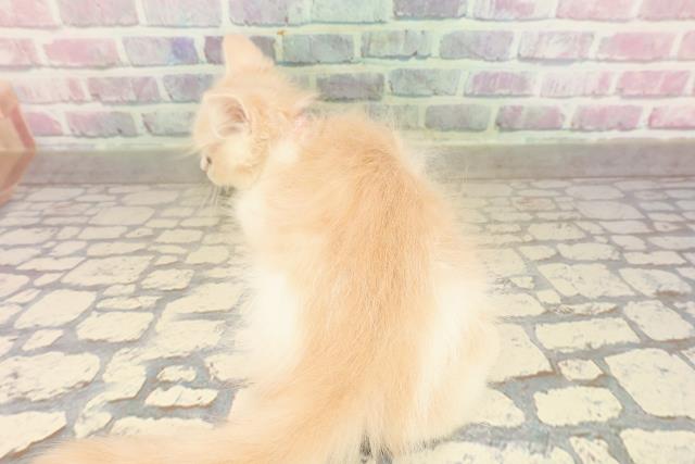 神奈川県のラガマフィン (Coo&RIKU横浜旭店/2025年8月19日生まれ/女の子/クリームタビーホワイト)の子猫の4枚目の画像