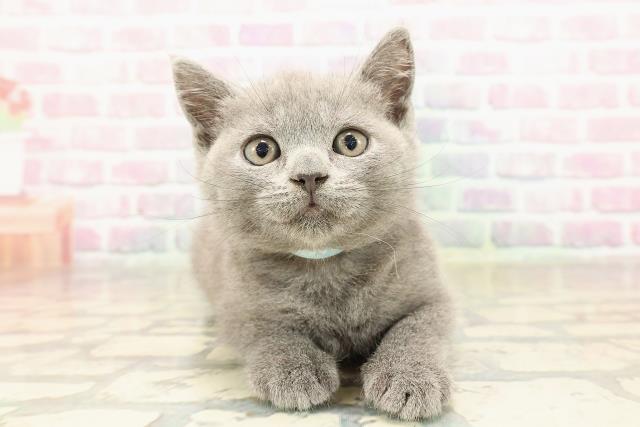 ブリティッシュショートヘアー