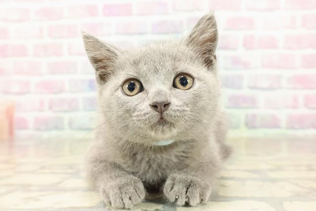 ブリティッシュショートヘアー