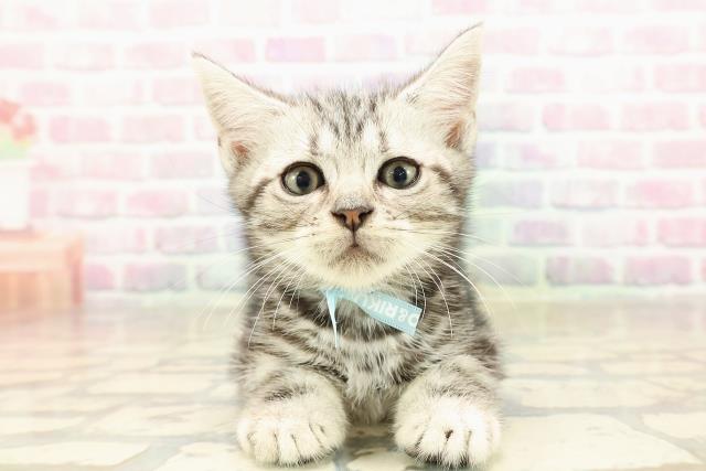 アメリカンショートヘアー