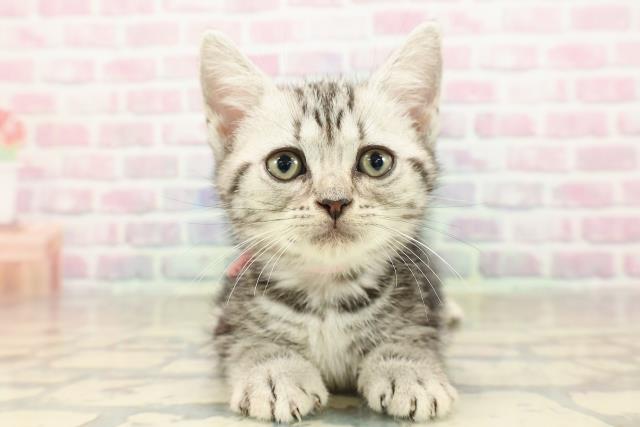 アメリカンショートヘアー