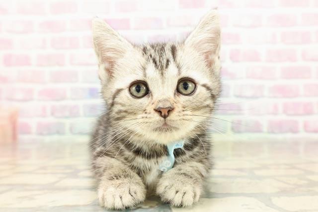 アメリカンショートヘアー