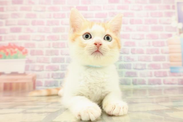 マンチカン(長足)