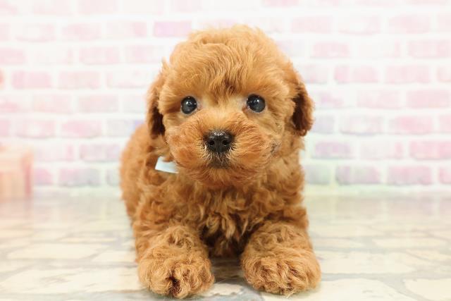 トイ・プードル