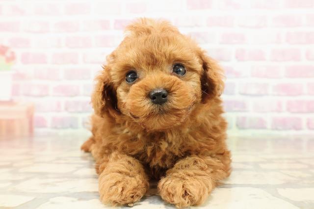 トイ・プードル