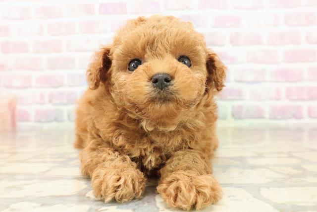 トイ・プードル