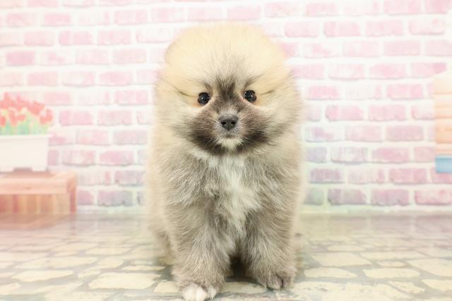ポメラニアン