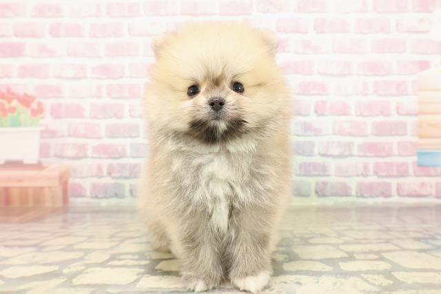 ポメラニアン