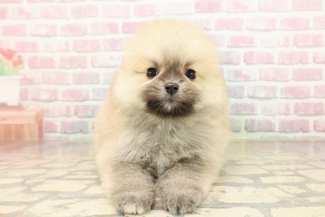 ポメラニアン