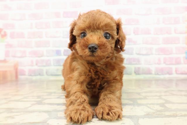 トイ・プードル