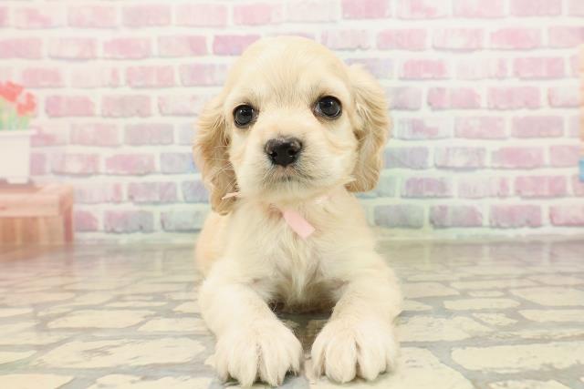 アメリカン・コッカースパニエル