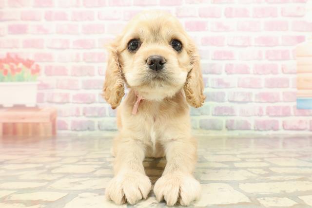 アメリカン・コッカースパニエル