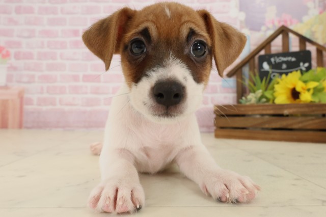 ジャックラッセルテリア