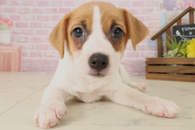 ジャックラッセルテリア