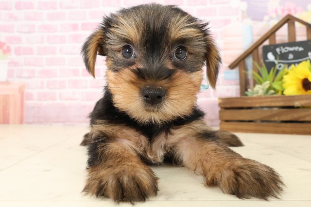 ヨークシャーテリア