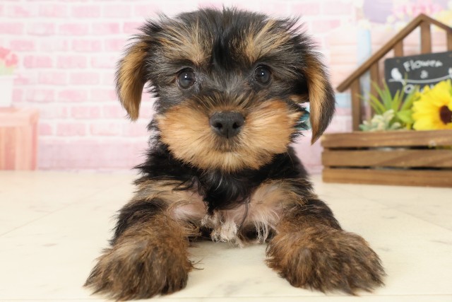 ヨークシャーテリア