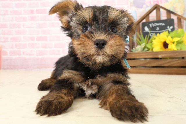 ヨークシャーテリア