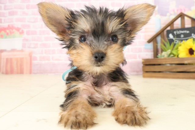 福岡県のヨークシャーテリア (Coo&RIKU筑後店/2025年9月4日生まれ/男の子/スチールブルータン)の子犬