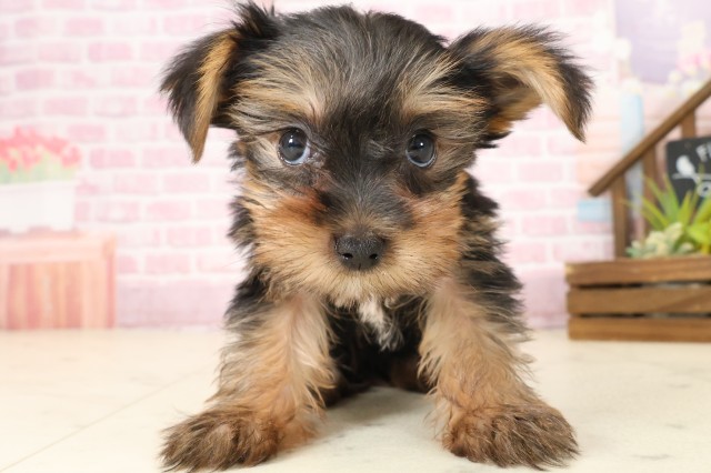 福岡県のヨークシャーテリア (Coo&RIKU久留米店/2025年9月4日生まれ/女の子/スチールブルータン)の子犬