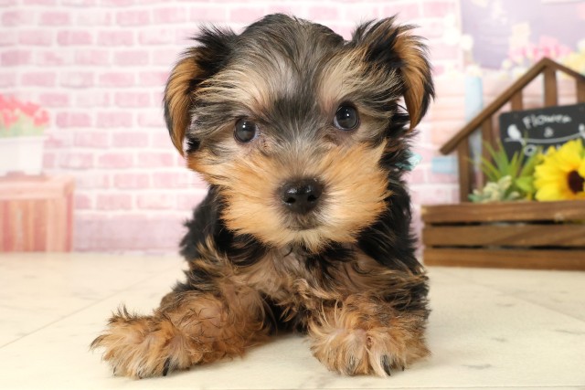 ヨークシャーテリア