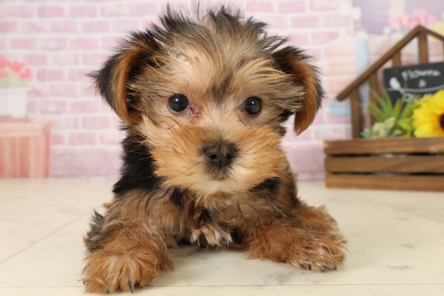 長崎県のヨークシャーテリア (Coo&RIKU大村店/2025年9月5日生まれ/女の子/スチールブルータン)の子犬