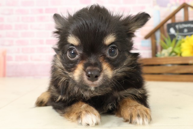 福岡県のチワワ(ロング) (Coo&RIKU福岡古賀店/2025年9月7日生まれ/男の子/ブラックタンホワイト)の子犬の1枚目の画像