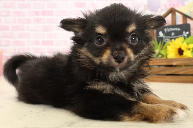 福岡県のチワワ(ロング) (Coo&RIKU福岡古賀店/2025年9月7日生まれ/男の子/ブラックタンホワイト)の子犬の2枚目の画像