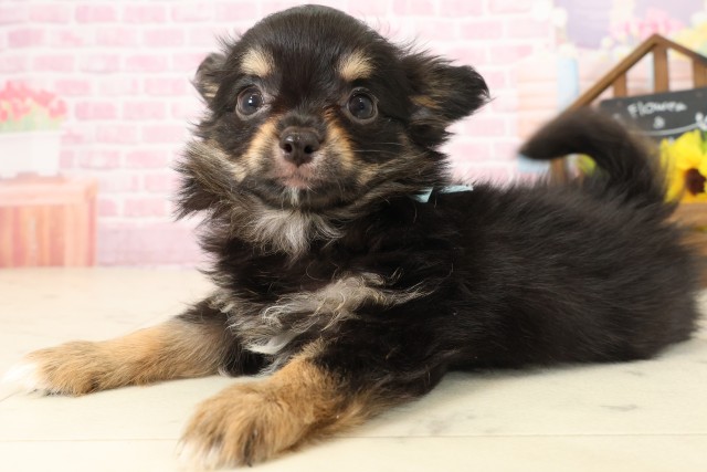 福岡県のチワワ(ロング) (Coo&RIKU福岡古賀店/2025年9月7日生まれ/男の子/ブラックタンホワイト)の子犬の3枚目の画像