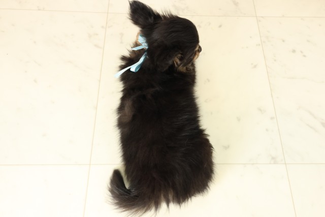 福岡県のチワワ(ロング) (Coo&RIKU福岡古賀店/2025年9月7日生まれ/男の子/ブラックタンホワイト)の子犬の4枚目の画像