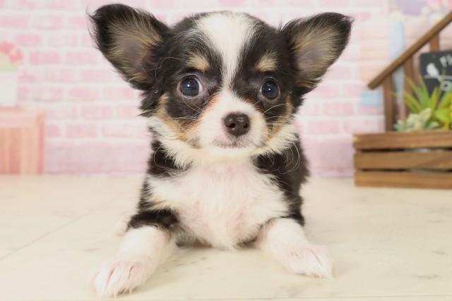 福岡県のチワワ(ロング) (Coo&RIKUゆめタウン飯塚店/2025年9月7日生まれ/女の子/ブラックタンホワイト)の子犬