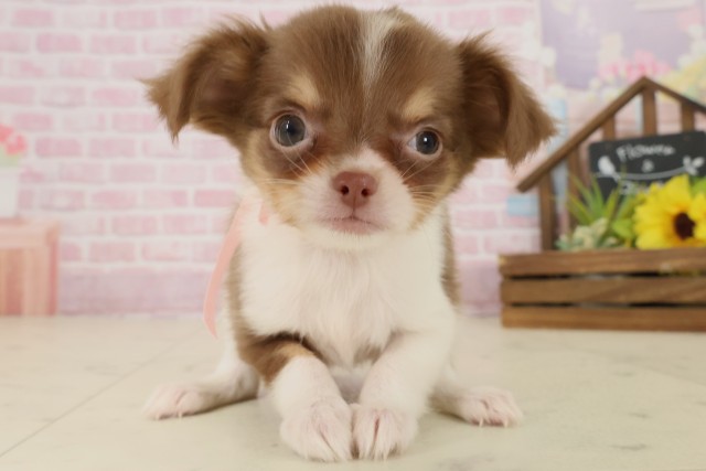 佐賀県のチワワ(ロング) (Coo&RIKU佐賀神埼店/2025年9月7日生まれ/女の子/チョコレートタンホワイト)の子犬