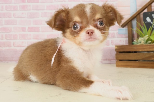 佐賀県のチワワ(ロング) (Coo&RIKU佐賀神埼店/2025年9月7日生まれ/女の子/チョコレートタンホワイト)の子犬の2枚目の画像