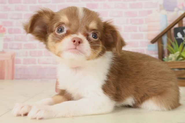 佐賀県のチワワ(ロング) (Coo&RIKU佐賀神埼店/2025年9月7日生まれ/女の子/チョコレートタンホワイト)の子犬の3枚目の画像