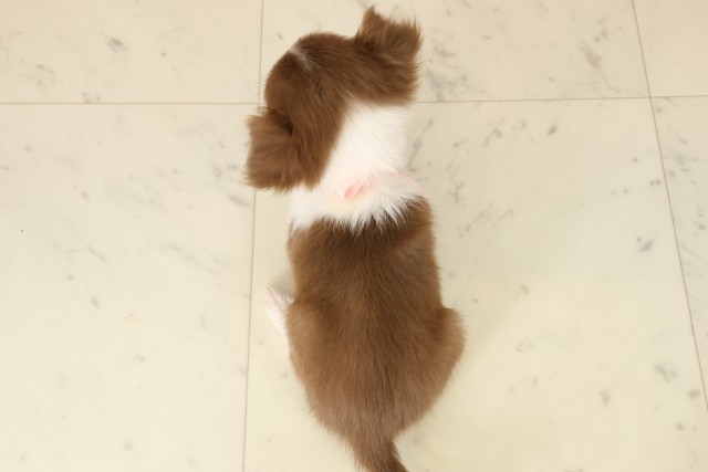 佐賀県のチワワ(ロング) (Coo&RIKU佐賀神埼店/2025年9月7日生まれ/女の子/チョコレートタンホワイト)の子犬の4枚目の画像