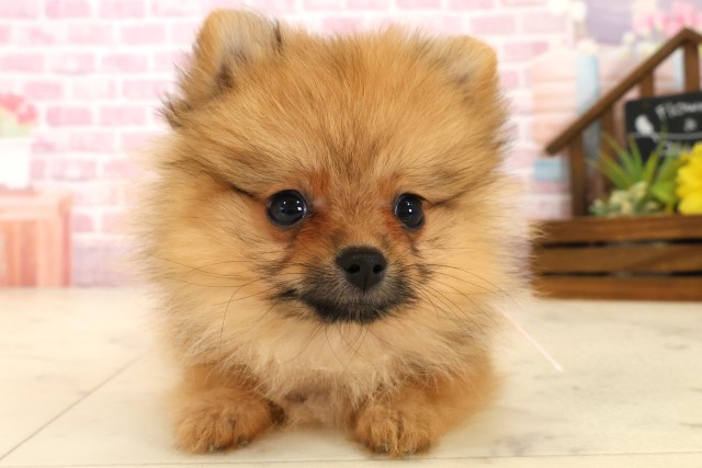 山口県のポメラニアン (Coo&RIKUシーモール下関店/2025年8月29日生まれ/女の子/オレンジセーブル)の子犬の1枚目の画像